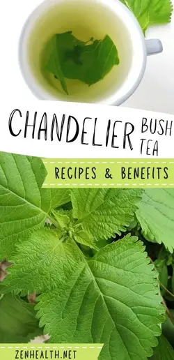 Chandelier Bush Shandilay Benefits, Chandelier Plant Benefits