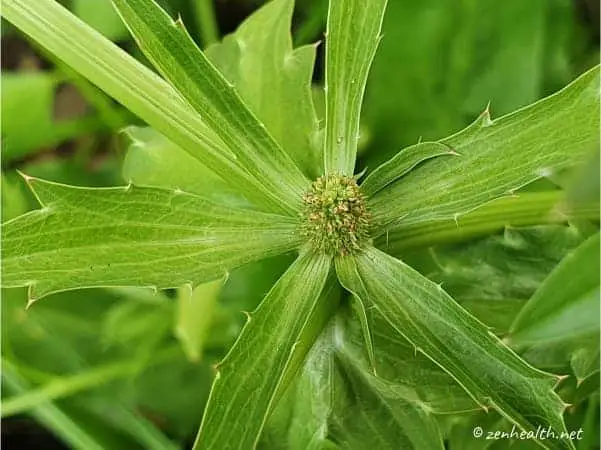 Close up of chadon beni flower stalk and seeds