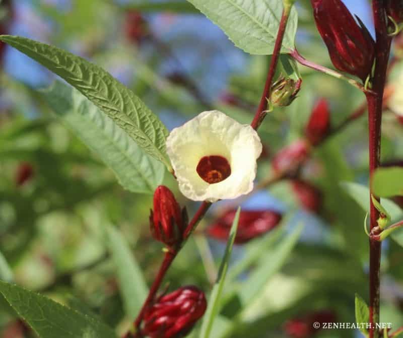 Sorrel Drink Recipe for a Caribbean Christmas Zen Health