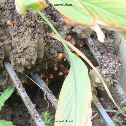 Digging Turmeric Roots